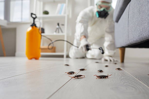 Commercial Kitchen Cockroach Control in Gulfport